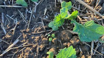 Aktuelle Schädlingsprognose (KW 38 - 2025)