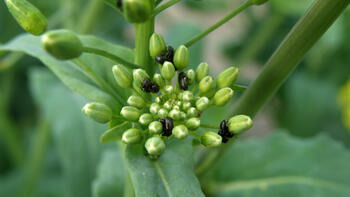 Aktuelle Prognose zu Rapsschädlingen und -wachstumsreglern (KW14) 