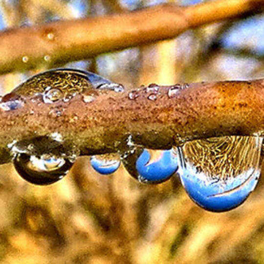 LAKRITZ - Uzlabota ražas stabilitāte nozīmē labākus panākumus.
