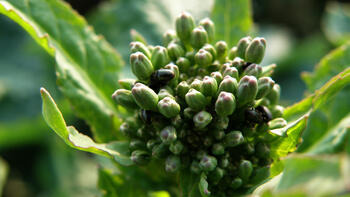 Aktuelle Prognose zu Rapsschädlingen und -wachstumsreglern (KW13) 